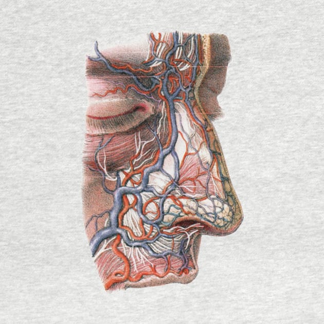 Vintage Human Anatomy Blood Veins by MasterpieceCafe